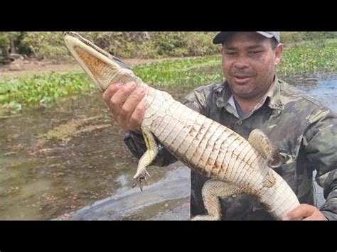 Peguei Um Jacar Do Papo Amarelo Na Armadilha De Sobreviv Ncia Youtube