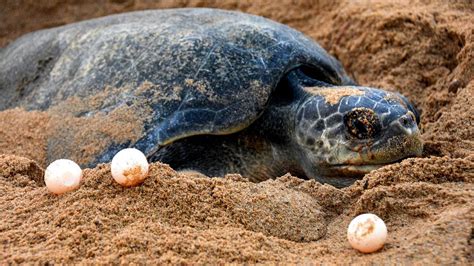 Record 6 37 Lakh Olive Ridley Turtles Arrive At Odishas Rushikulya