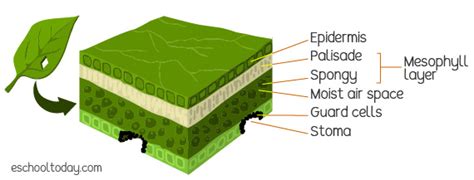 Leaf structure – Eschooltoday