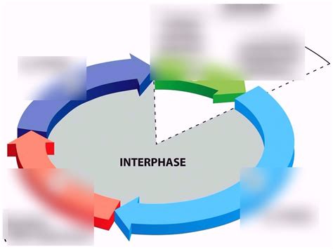 The Cell Cycle Diagram Quizlet