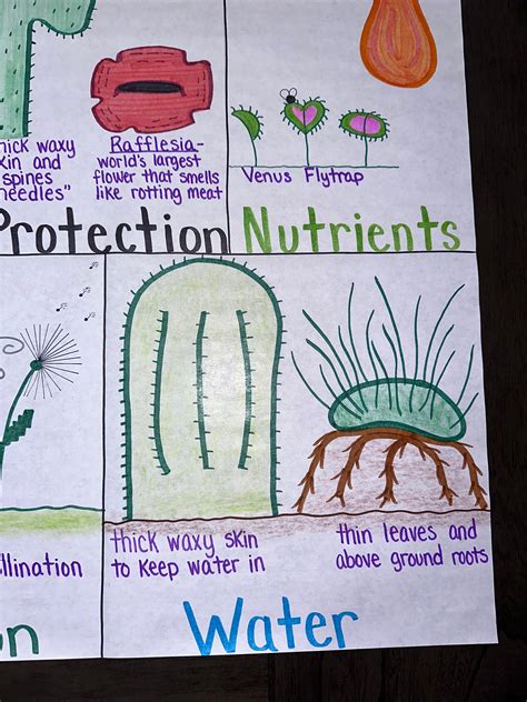 Plant Adaptations Anchor Chart For Elementary Middle And High School