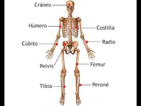 Como Se Llama El Hueso Mas Largo Del Cuerpo Humano Recursos