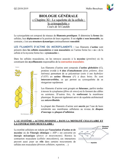 Bio Chapitre 11 Synthèse Malko Biologie GÉnÉrale Chapitre Xi