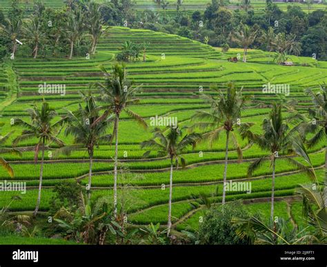 A Beautiful Tropical Landscape With Rice Terraces And Palm Trees Stock