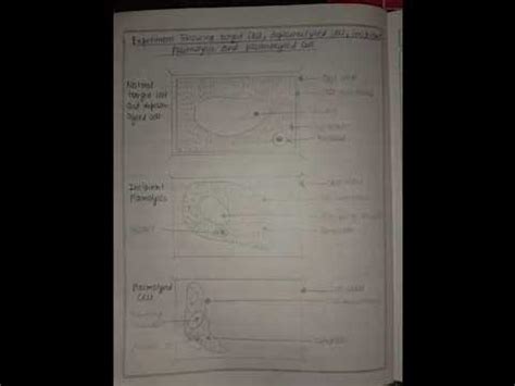 Experiment = To demonstrate plasmolysis and deplasmolysis in pills of onion .. class 11 biology ...