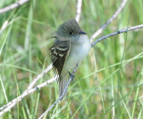 Flycatcher Identification Upper Texas Gulf Coast 4 1 21 Help Me