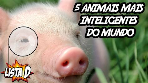 Quem é o animal mais inteligente do mundo Leia aqui Quais são os 5