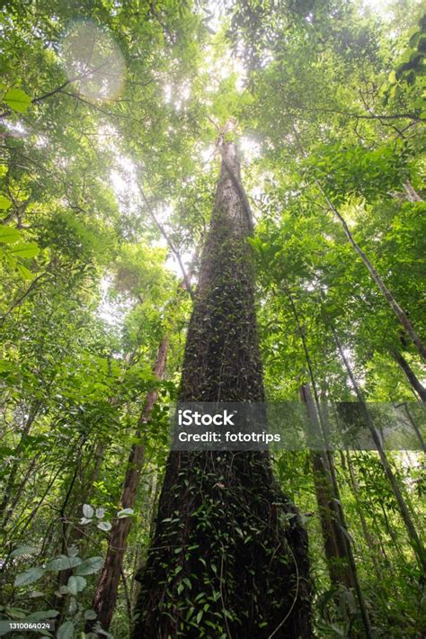 Pohon Hutan Foto Vertikal Pohon Tua Di Hutan Hijau Thailand Foto Stok