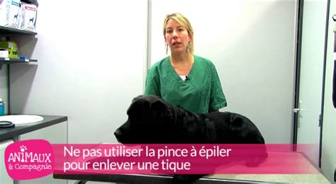 Se Faire Sucer Par Son Chien Chien Nouvelles