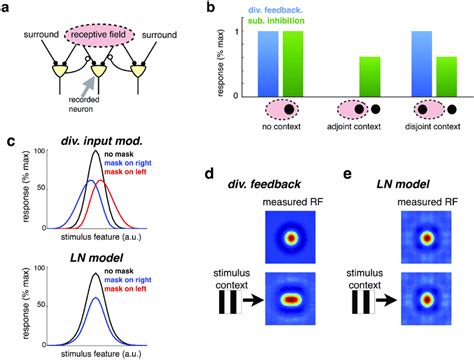 Input Targeted Inhibition Alters Neural Selectivity A Schematic Of