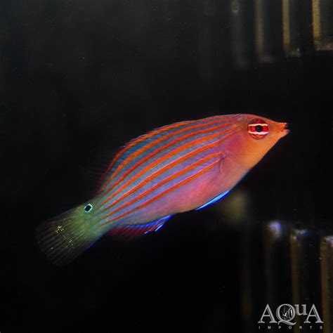 Six Line Wrasse Specifications ⭐tropical Fish Lovers Ultimate Guide