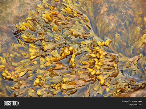 Бурые водоросли фукус - 58 фото