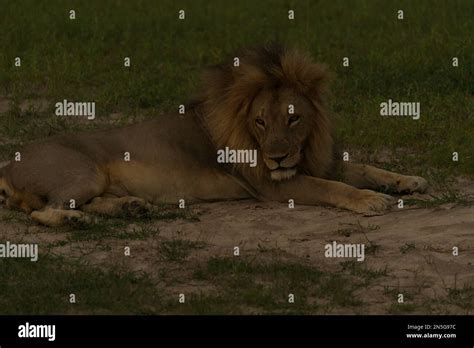 The Lion King Stock Photo Alamy