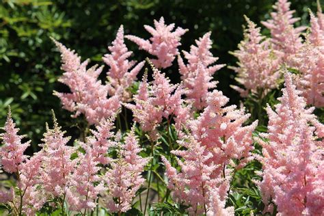 Astilbe Prachtspiere Pflanzen Pflegen Vermehren Sch Ner Wohnen