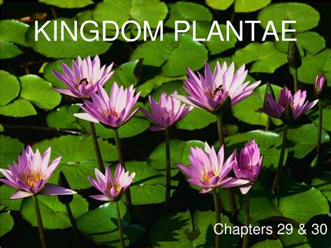 PPT - KINGDOM PLANTAE PowerPoint Presentation - ID:226619