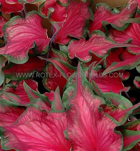 Caladium Strapleaved Sizzle No P Carton Rotex Flowerbulbs Bv