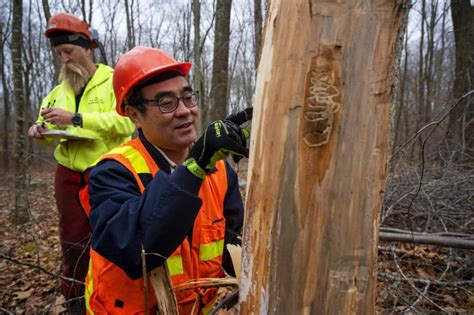 New England Researchers Optimistic A Tiny Wasp Is Turning The Tide Against Emerald Ash Borer