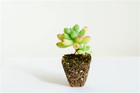 Comment Sauver Une Plante Succulente Pourrie Facile Et Efficace