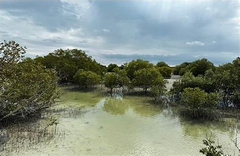 Environment Agency Abu Dhabi Plants Mangrove Trees For Each Cop