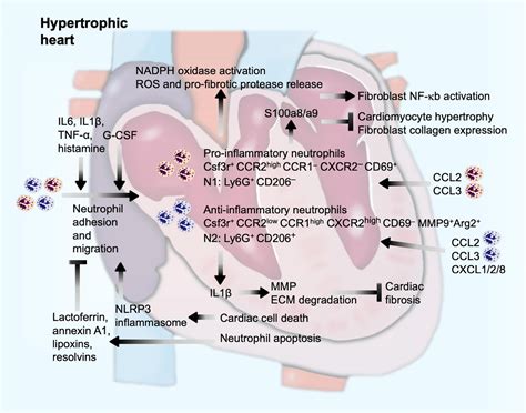 Frontiers Innate Immune Cells In Pressure Overload Induced Cardiac