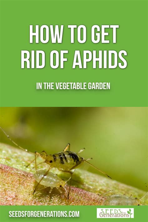 How To Get Rid Of Aphids In The Vegetable Garden Seeds For Generations