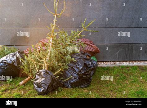 Arbre de Noël jeté collecte de vieux sapin sec déchets de Noël