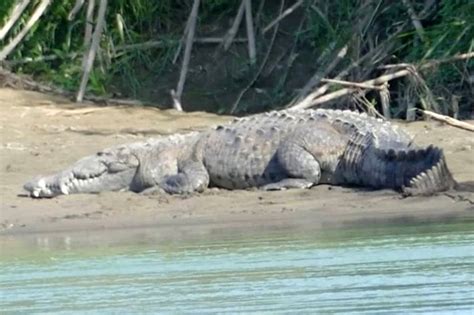 Year Old Boy Beheaded By Crocodile In Front Of His Parents