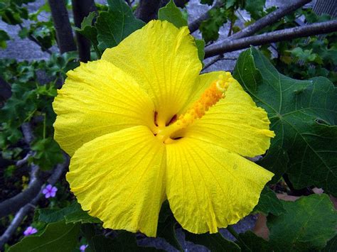 The Hibiscus Or Mao Hau Hele Is The State Flower Of Hawai I