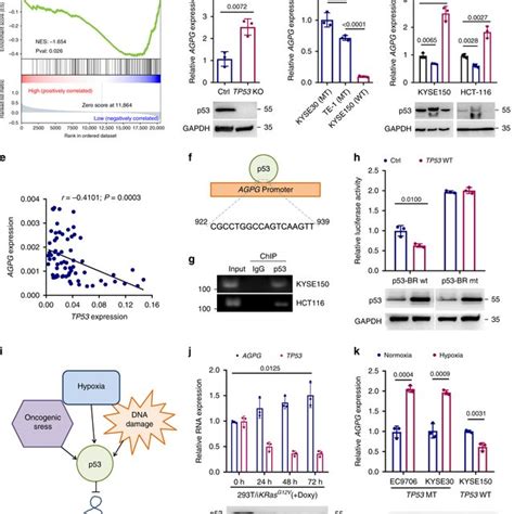 AGPG Is Transcriptionally Regulated By P53 A Pathway Enrichment