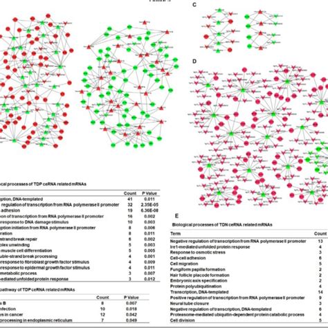 Integrated Analysis Of Differentially Expressed Circrnas Mirnas And