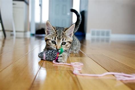 Everything You Need to Know About New Kitten Care in Lakeland, FL ...