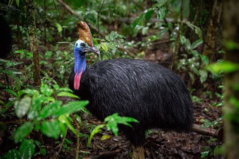 Save The Cassowary Plant A Rainforest Rainforest Rescue