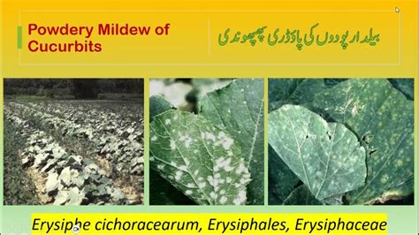 Powdery Mildew Of Cucurbits Causes Prevention And Treatment Agri Knowledge Corridor Youtube