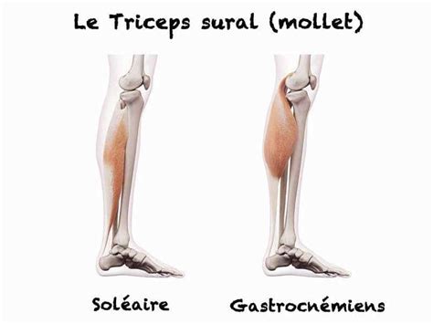 Triceps sural : Anatomie des muscles Soléaire et Gastronémien + Exercices