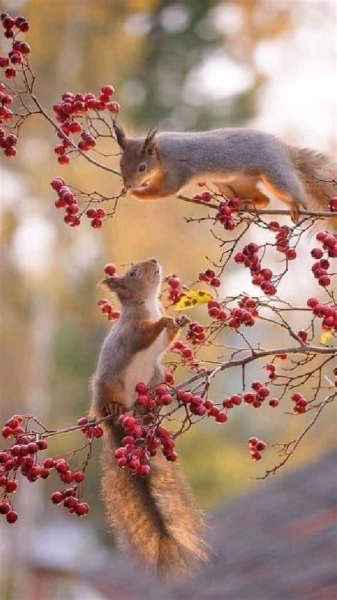 Here Are Some Beautiful Photos Of Squirrels With Different Poses