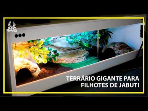 Terrário Gigante para Filhote de Jabuti 2021 YouTube