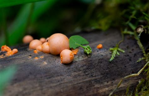 Lycogale Des Arbres Lycogala Epidendrum Nocte Invictus Flickr