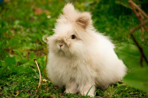 Conoce Las Razas De Conejos M S Lindas Para Tener Como Mascotas La