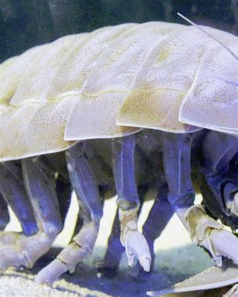 Giant Isopod Wild Kratts Wiki Fandom Giant Isopod Underwater