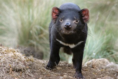 Facts about the Tasmanian devil - Swain Destinations Travel Blog