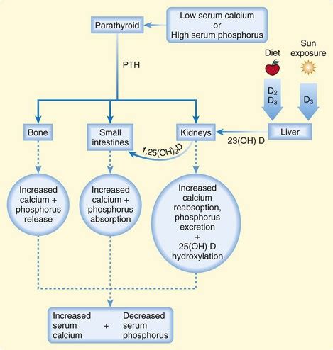 Calcium, Magnesium, and Phosphorus | Anesthesia Key