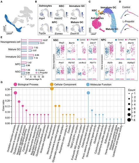 Frontiers Enhanced Hippocampal Neurogenesis Mediated By Pgc