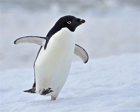 Waddling Photograph By Tony Beck