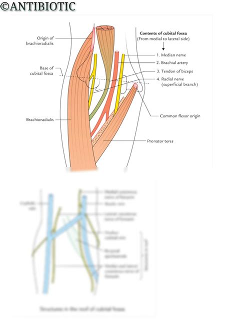 Solution Cubital Fossa Studypool