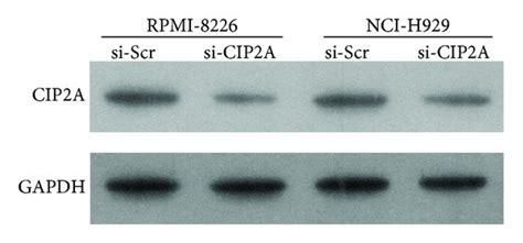 Cip2a Expression Following Cip2a Knockdown A And B Cip2a Mrna