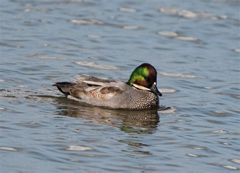 罕見冬候鳥「羅文鴨」現蹤新竹市金城湖 鳥友朝聖搶拍 動物星球 生活 聯合新聞網