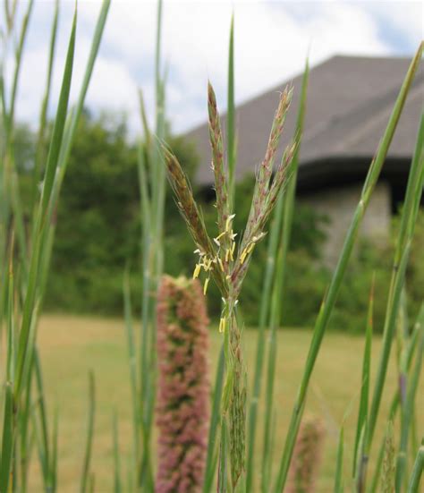 Three Iconic Prairie Grasses to Add to Your Landscape - Dyck Arboretum