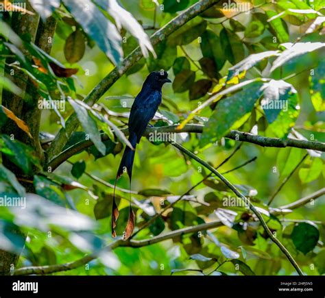 Black Drongo Or Dicrurus Macrocercus Is A Small Asian Passerine Bird