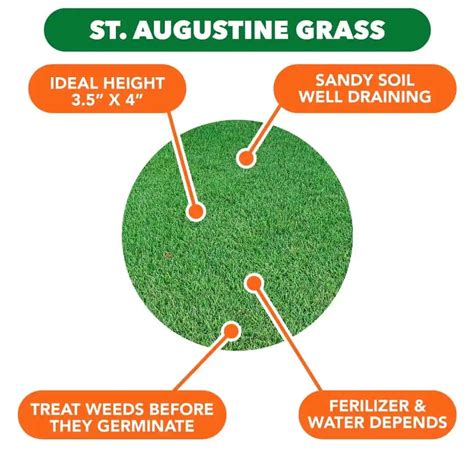 How To Get St Augustine Grass To Spread And Grow Thicker Sod Depot