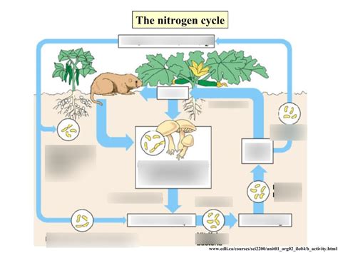 Integrated Life Science Diagram | Quizlet